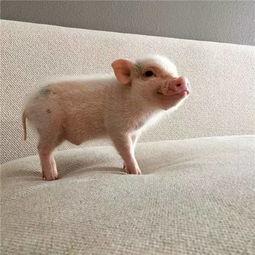 吃瓜猪娱乐新型道歉方式,新型道歉方式席卷娱乐圈